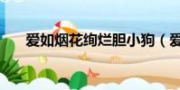 愛如煙花絢爛膽小狗(愛如煙花絢爛)