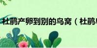 杜鵑產卵到別的鳥窩(杜鵑鳥為什么不做窩)