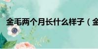 金毛兩個月長什么樣子(金毛兩個月圖片)