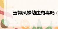 玉帶鳳蝶幼蟲有毒嗎(玉帶鳳蝶)