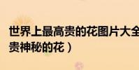 世界上最高貴的花圖片大全大圖(世界上最高貴神秘的花)