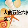 人的五臟六腑指的是什么（五臟六腑指的是什么）