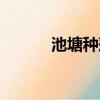 池塘種蓮藕怎么種（藕怎么種）