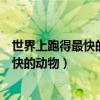 世界上跑得最快的動物是什么動物的短視頻（世界上跑得最快的動物）