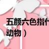 五顏六色指什么動物或數字（五顏六色指什么動物）