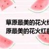 草原最美的花火紅的薩日朗是什么歌抖音火的越南歌曲（草原最美的花火紅的薩日朗是什么歌）