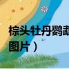 棕頭牡丹鸚鵡年齡分辨圖（棕頭牡丹鸚鵡公母圖片）