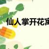仙人掌開花寓意是什么意思（仙人掌開花）