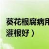 葵花根腐病用什么藥灌根好（根腐病用什么藥灌根好）