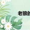 老狼的歌曲大全（老狼的歌）