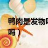 鴨肉是發物嗎?手術后可以吃嗎（鴨肉是發物嗎）