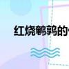 紅燒鵪鶉的做法步驟（紅燒鵪鶉的做法）