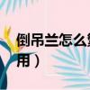 倒吊蘭怎么繁殖（倒吊蘭有什么作用 怎么服用）