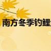 南方冬季釣鯉魚用什么餌料（南方冬釣鯉魚）