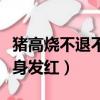 豬高燒不退不吃食皮膚發紅（豬發燒不吃食全身發紅）
