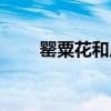 罌粟花和虞美人的區別圖片（罌粟）