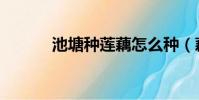 池塘種蓮藕怎么種(藕怎么種)