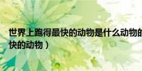 世界上跑得最快的動物是什么動物的短視頻(世界上跑得最快的動物)