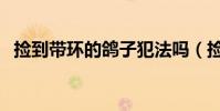 撿到帶環的鴿子犯法嗎(撿到賽鴿違法嗎)