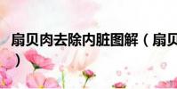 扇貝肉去除內臟圖解(扇貝肉的內臟怎么處理)