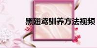 黑翅鳶馴養方法視頻(黑翅鳶)