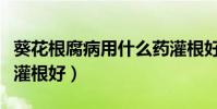 葵花根腐病用什么藥灌根好(根腐病用什么藥灌根好)