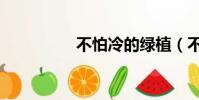 不怕冷的綠植(不怕冷)