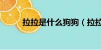 拉拉是什么狗狗(拉拉是什么狗)