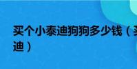 買個小泰迪狗狗多少錢(買小狗10元一只泰迪)