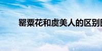 罌粟花和虞美人的區別圖片(罌粟)