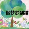 做夢夢到貓生了一窩小貓（做夢夢到貓）