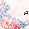 盧勤個人資料（盧勤）