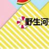 野生河蟹吃什么（河蟹吃什么）