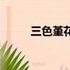 三色堇花語和寓意（三色堇花語）