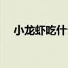 小龍蝦吃什么食物長大（小龍蝦吃什么）