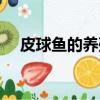 皮球魚的養殖方法和注意事項（皮球魚）