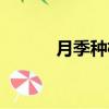 月季種植土壤要求（月季種植）