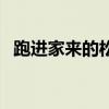 跑進家來的松鼠讀后感（跑進家來的松鼠）