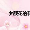 夕顏花的花語和傳說（夕顏花的花語）