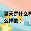 夏天是什么樣的可以干什么一年級（夏天是什么樣的）