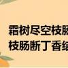 霜樹盡空枝腸斷丁香結的作者是誰（霜樹盡空枝腸斷丁香結）