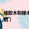 橡膠木和橡木的區別圖片（橡膠木和橡木的區別）