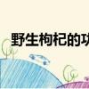 野生枸杞的功效與用處（野生枸杞的功效）