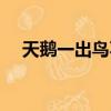 天鵝一出鳥不見字謎（天鵝一出鳥不見）