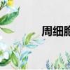周細胞主要分布在（周細胞）