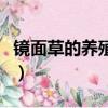 鏡面草的養殖方法好處（鏡面草怎么養長得快）