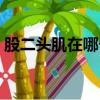 股二頭肌在哪個位置示意圖（股二頭肌在哪）
