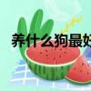 養什么狗最好看又聽話又聰明（養什么狗）