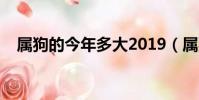 屬狗的今年多大2019(屬狗的今年多大)