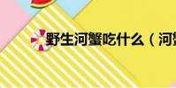 野生河蟹吃什么(河蟹吃什么)